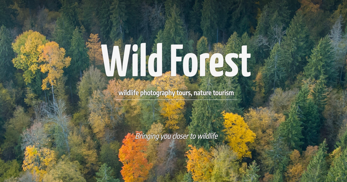 WildForest – Wildlife Photography Tours